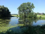 Großer Teich bei Rußdorf, Landkreis Zwickau (25.06.2023)