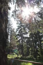 Brockenurwald im Gegenlicht der Mittagssonne; Aufnahme vom 18.06.2012 auf dem Eckerlochsteig bei Schierke im Nationalpark Harz