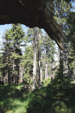 Blick in den Brockenurwald am Eckerlochsteig; Aufnahme vom spten Vormittag des 18.06.2012 auf dem Eckerlochsteig bei Schierke im Nationalpark Harz