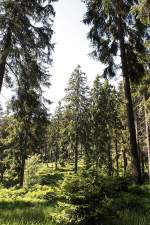 Brockenurwald am Eckerlochsteig; Aufnahme vom spten Vormittag des 18.06.2012 auf dem Eckerlochsteig bei Schierke im Nationalpark Harz