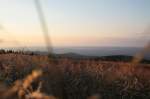 Erstes Morgenlicht der aufgegangenen Sonne auf dem Brocken; hohe Gräser der Heidelandschaft auf dem Gipfelplateau bewegen sich im Wind; Blick am frühen Morgen des 13.08.2012 auf dem Gipfelrundweg in