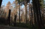 Im Brockenurwald am Urwaldsteig bei Schierke; eine ganze Generation jahrhundertealter Bäume stirbt und schafft Platz für Jungwald; Aufnahme vom Morgen des 12.07.2013...