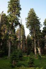 Im Brockenurwald am Urwaldsteig bei Schierke: Manche dieser knorrigen Fichten sind bis zu 300 Jahre alt; Aufnahme vom Morgen des 12.07.2013...