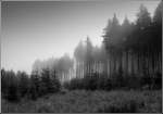 Nebelschwaden tauchen den Wald bei Drei Annen Hohne im September 2002 in eine mystische Stimmung.