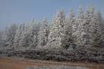  Silberwald  Harz; die von Rauhreif bedeckten Fichten und Zwergsträucher glitzern in der Nähe des Dreieckigen Pfahls in der Sonne; Aufnahme um die Mittagszeit des 30.11.2014 vom Wanderweg Richtung Brocken...