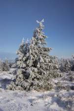 Ein schöner Nadelbaum am Brocken.