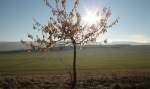 Die Herbstnachmittagssonne steht in einem Obstbaum; hinter der weiten Felderlandschaft die Berge des Ostharzes.