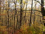 Die Herbstlandschaft in der Nähe der Steinerne Renne am 04. November 2017.