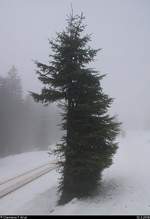 Blick auf einen fast halbierten Nadelbaum am Goetheweg beim Brocken, der von dem regelmäßigen Zugverkehr der Harzer Schmalspurbahnen GmbH (HSB) gezeichnet ist.