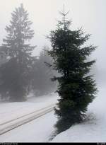 Blick auf einen äußerst schmalen Nadelbaum am Goetheweg beim Brocken, der von dem regelmäßigen Zugverkehr der Harzer Schmalspurbahnen GmbH (HSB) gezeichnet ist.