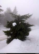 Blick auf einen Nadelbaum am Goetheweg beim Brocken, der wahrscheinlich durch den Sturm  Friederike  etwas versehrt aussah.