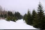 Blick auf die mit Schnee bedeckte Königsbergloipe beim Brocken.