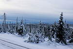 Tannenwald am Bahnhof Brocken am 04.