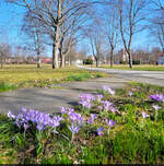 Willkommmen, Frühling! Auf der Herrenbreite in Aschersleben sind die ersten Krokusse gewachsen.

🕓 6.3.2025 | 13:47 Uhr