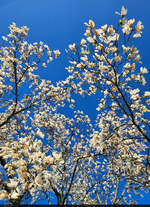 Prächtige Magnolie, die vor dem Schlosstheater Ballenstedt in die Höhe wächst.
