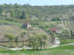 Frhling in den Weinbergen hinter Glockenseck bei Dorndorf - 25.04.2010   