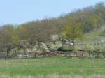 Frhling in den Weinbergen hinter Glockenseck bei Dorndorf - 25.04.2010
