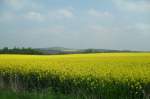 Blühende Rapsfelder am 27.04.2014 im Saalekreis. Im Hintergrund ist der 250 Meter hohe Petersberg der Einheitsgemeinde Petersberg zu sehen.