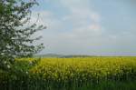 Blühende Rapsfelder und Obstbäume am 27.04.2014 im Saalekreis.