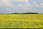 Blick von einem Rapsfeld in Braschwitz auf Hohenthurm (Stadt Landsberg), ein ganz offensichtlicher Ortsname.