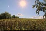 Die Sonnenblumen in Zscherben (Gemeinde Teutschenthal) ächzen unter der großen Hitze und monatelangen Dürre, sodass sie ihre Köpfe hängen lassen.