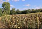 Um die Sonnenblumen in Zscherben (Gemeinde Teutschenthal) ist es wegen großer Trockenheit nicht gut bestellt.