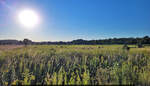 Morgensonne über der Weide in Halle-Trotha.

🕓 8.8.2022 | 7:20 Uhr