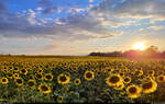 Sonnenblumenfeld am Ortsrand von Zscherben (Gemeinde Teutschenthal) an einem doch noch sonnigen Abend.