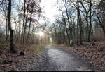 Die Morgensonne strahlt durch die kahlen Bäume der Dölauer Heide.