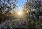 Frostiger Adventsmorgen in Halle-Nietleben: Die Sonne strahlt die ersten Blätter an.