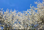 Kirschbäume in voller Blüte, gesehen am Heidesee in Halle (Saale).

🕓 2.4.2025 | 17:04 Uhr