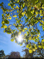 Der Herbst zieht allm�hlich ein im Pestalozzipark in Halle (Saale).