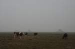 Regenwetter auf Hallig Nordstrandischmoor, im Dunst sind Norderwarft, Halber Weg und Amalienwarft gerade noch zu erkennen. (26.04.2010)