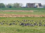 Groe Mengen Nonnengnse grasen derzeit auf den Elbwiesen bei Glckstadt.