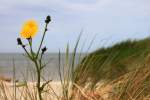 Am Strand von Goting auf Fhr am 29.06.2012