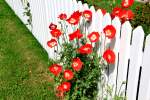 Mohn in Sderende auf Fhr am 29.06.2012