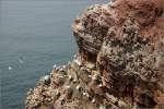 Lummenfelsen auf Helgoland.