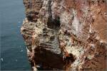 Vogelparadies Helgoland am Lummenfelsen.