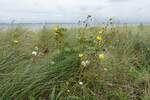 Dünenbewuchs (betreten verboten, da Hochwasserschutz) in Niendorf an der Ostsee am 15.9.2021 /