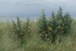 Dünenbewuchs (betreten verboten, da Hochwasserschutz) in Niendorf an der Ostsee am 15.9.2021 /