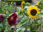 Aufnahme eines Blumenbeetes im Arboretum in Ellerhoop.