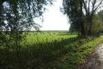 In der Haseldorfer Marsch am 15.10.2019: Blick in das frühere Deichvorland mit den weidenden Tieren, im Hintergrund der nach den Sturmfluten ab 1975 gebaute Landesschutzdeich  / 