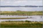 Das Naturschutzgebiet Geltinger Birk an der Geltinger Bucht bietet vielen Vgeln Rast- und Nistpltze. 06.08.2010