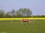 Rapsfeld bei Kappeln (Kreis Schleswig-Flensburg, Schleswig-Holstein, Mai 2010)