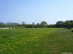 Fußballfeld bei Kappeln - wegen des Löwenzahns einfach zu schade zum Spielen (Kreis Schleswig-Flensburg, Schleswig-Holstein, Mai 2010)