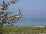 Ein Schwan zieht seine Kreise auf der Ostsee in Höhe der Geltinger Birk (Kreis Schleswig-Flensburg, Schleswig-Holstein, Mai 2010)