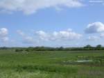 Naturschutzgebiet  Geltinger Birk  nördlich von Nieby (Kreis Schleswig-Flensburg, Schleswig-Holstein, Mai 2010) mit einer Rinderherde