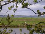 Naturschutzgebiet  Geltinger Birk  nördlich von Nieby (Kreis Schleswig-Flensburg, Schleswig-Holstein, Mai 2010) mit Wildgänsen vor dem Flensburg Fjord