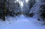 Handewitter Forst bei Flensburg. Aufnahmedatum: 1. Februar 2015.