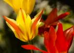 Tulpen in Gartenstadt Weiche in Flensburg.